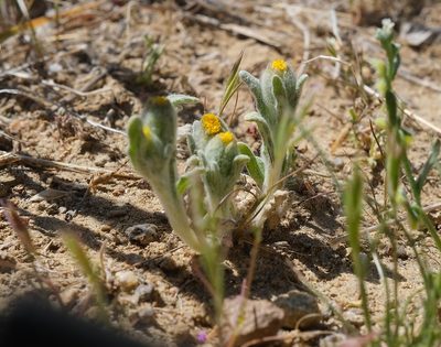 Monolopia congdonii, photographed by paulexcoff