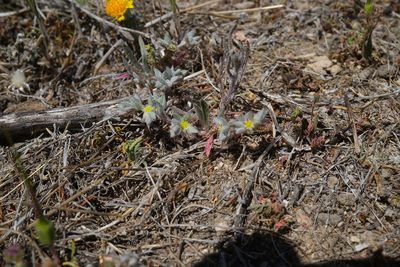 Hollisteria lanata, photographed by paulexcoff