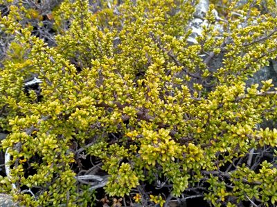 Coprosma fowerakeri, photographed by John Barkla
