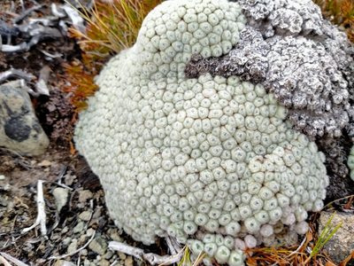 Raoulia eximia, photographed by John Barkla