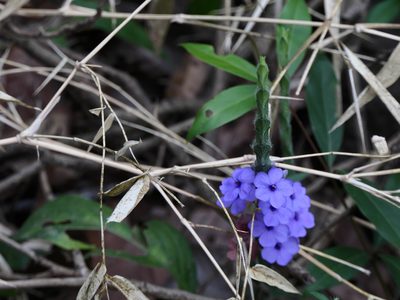 Eranthemum roseum, photographed by Dinesh Valke