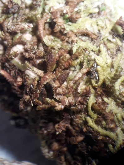 Frullania pycnantha, photographed by Leon Perrie