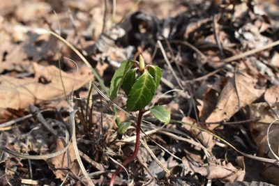 Chimaphila japonica, photographed by Repina Tatyana