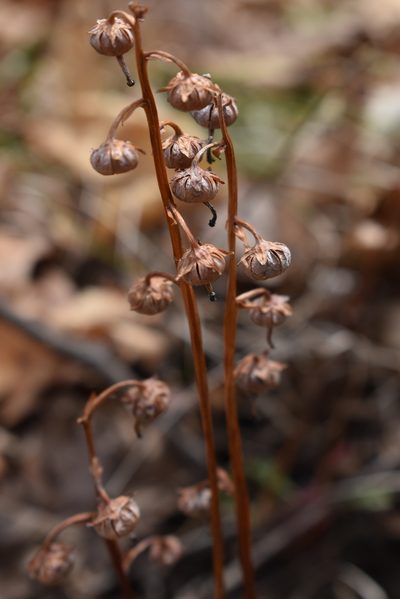 Pyrola japonica, photographed by Repina Tatyana
