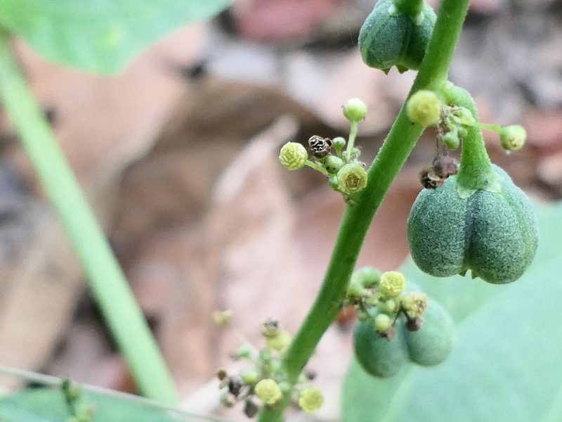 Baliospermum solanifolium, photographed by Dinesh Valke