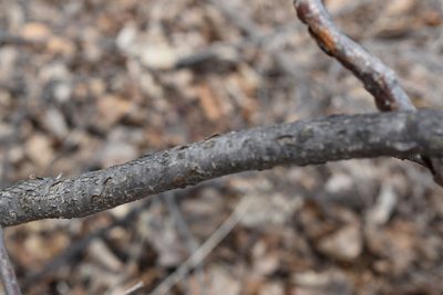 Corylus heterophylla, photographed by Repina Tatyana