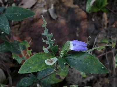 Cynarospermum asperrimum, photographed by Dinesh Valke