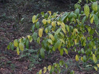 Wrightia tinctoria, photographed by Dinesh Valke