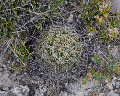 Coryphantha cornifera, photographed by Frank Sengpiel