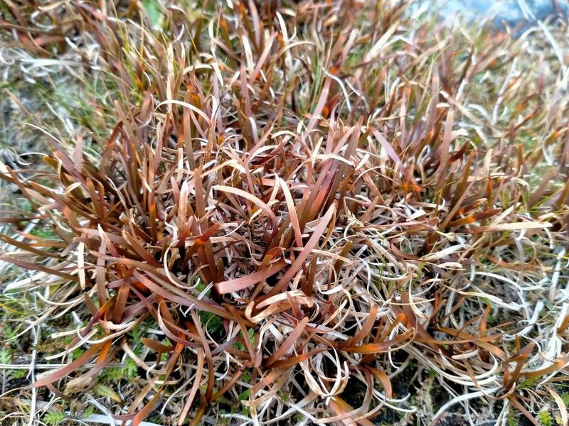Carex talbotii, photographed by John Barkla