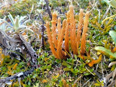 Huperzia australiana, photographed by John Barkla