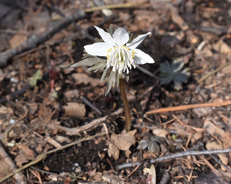 Eranthis stellata, photographed by Repina Tatyana