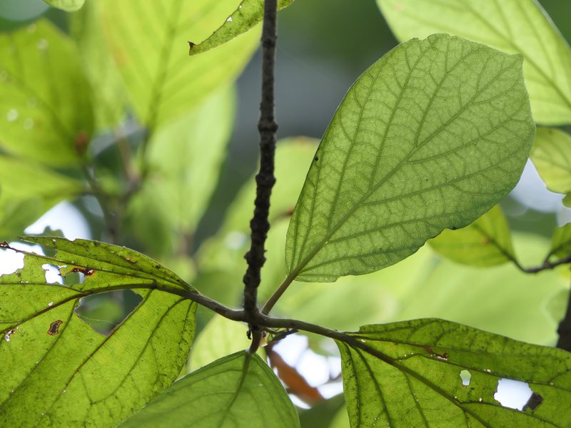 Mitragyna parvifolia, photographed by Dinesh Valke