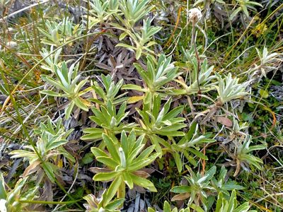 Celmisia angustifolia, photographed by John Barkla