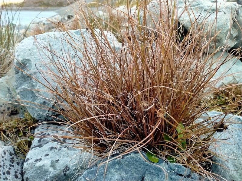 Carex petriei, photographed by John Barkla