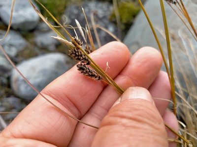 Carex petriei, photographed by John Barkla