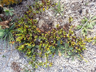Wilsonia backhousei, photographed by Nina Kerr