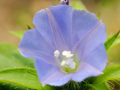 Jacquemontia tamnifolia, photographed by 葉子