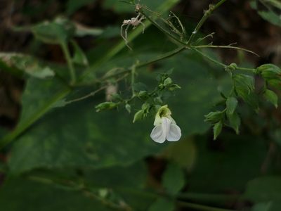 Anisomeles heyneana, photographed by Dinesh Valke