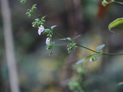 Anisomeles heyneana, photographed by Dinesh Valke