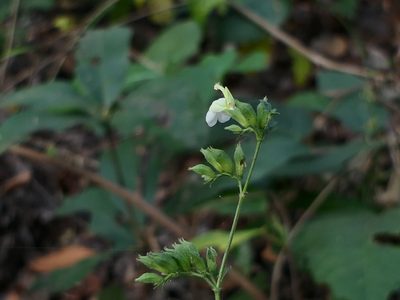 Anisomeles heyneana, photographed by Dinesh Valke