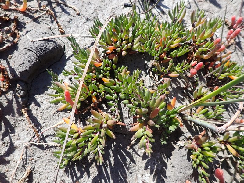 Wilsonia backhousei, photographed by Nina Kerr