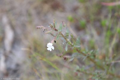 Mecardonia acuminata, photographed by Arthur Windsor