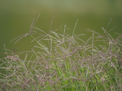 Cynodon nlemfuensis, photographed by 葉子