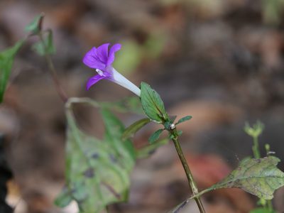 Barleria prattensis, photographed by Dinesh Valke