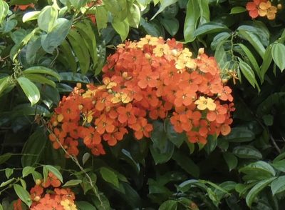Phanera kockiana, photographed by Jean-Paul Boerekamps