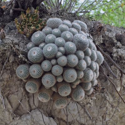 Mammillaria geminispina, photographed by Frank Sengpiel