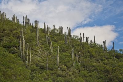 Cephalocereus senilis, photographed by Frank Sengpiel