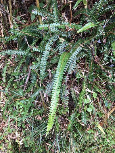 Polystichum levingei, photographed by Cheng-Tao Lin