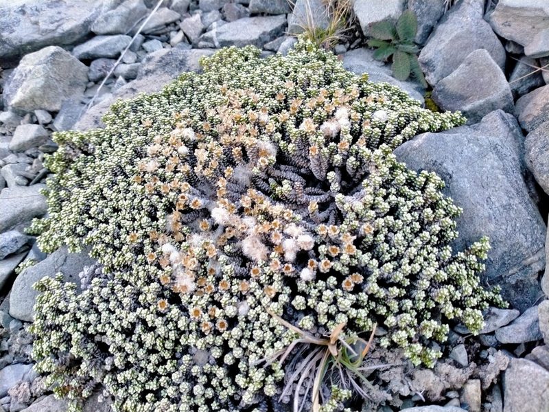 Raoulia petriensis, photographed by John Barkla