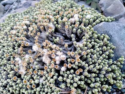 Raoulia petriensis, photographed by John Barkla