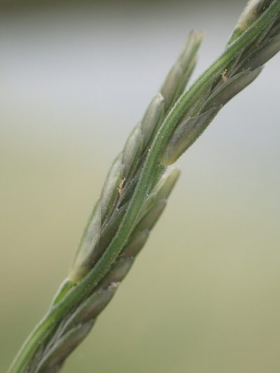 Diplachne fusca, photographed by 葉子