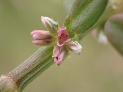 Polygonum plebeium, photographed by 葉子