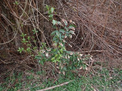 Prunus lusitanica, photographed by Ellyne Geurts