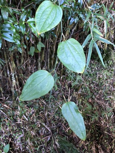Smilax vaginata, photographed by Cheng-Tao Lin