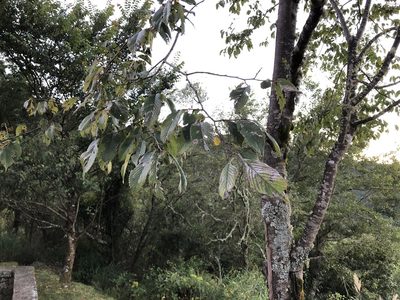 Ulmus uyematsui, photographed by Cheng-Tao Lin