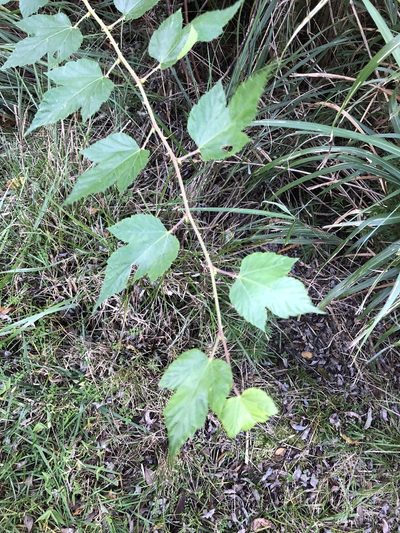 Rubus conduplicatus, photographed by Cheng-Tao Lin