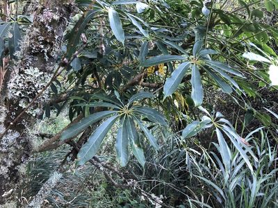 Heptapleurum taiwanianum, photographed by Cheng-Tao Lin