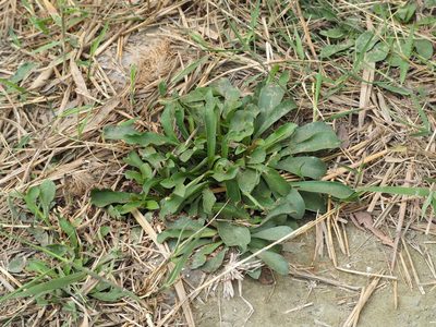 Limonium sinense, photographed by 葉子