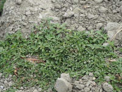 Alternanthera paronychioides, photographed by 葉子