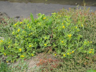 Grangea maderaspatana, photographed by 葉子