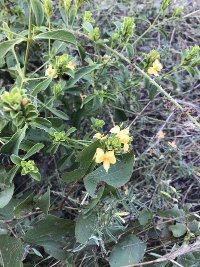 Barleria senensis, photographed by rosshawkins
