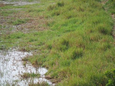 Paspalum vaginatum, photographed by 葉子
