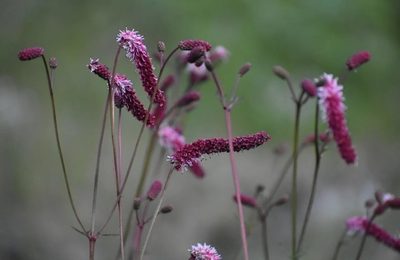 Sanguisorba tenuifolia, photographed by Валерия Ковалева
