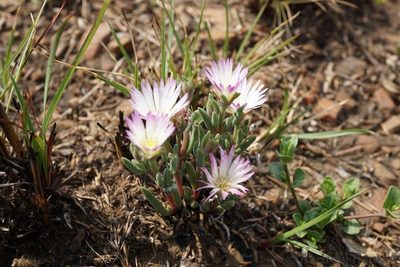 Delosperma purpureum, photographed by Andrew Hankey