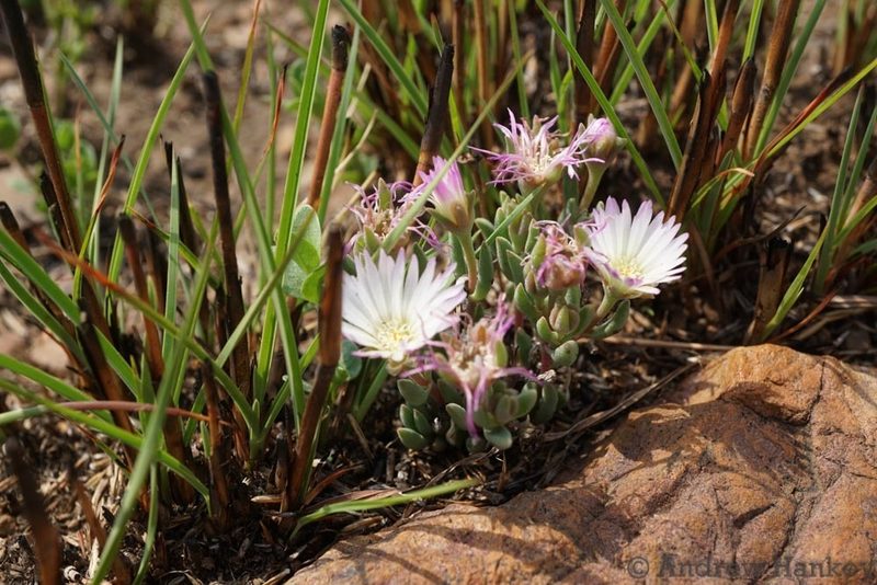 Delosperma purpureum, photographed by Andrew Hankey